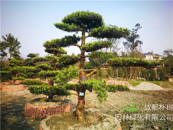 郫县罗汉松【苗圃基地直销】20公分价格28000-32000元